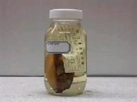 藏品(粒突箱魨)的圖片